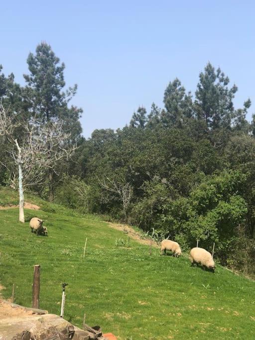 奥比多斯Quinta Da Casa Azul别墅 外观 照片